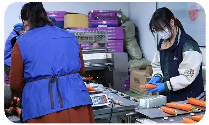 2025年澳门免费原料网